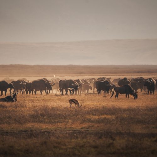 3 DAYS TARANGIRE & NGORONGORO LUXURY SAFARI