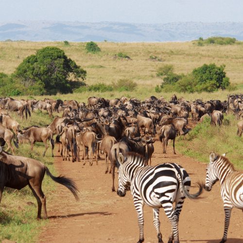 6 DAYS THE GREAT MIGRATION CALVING LUXURY SAFARI