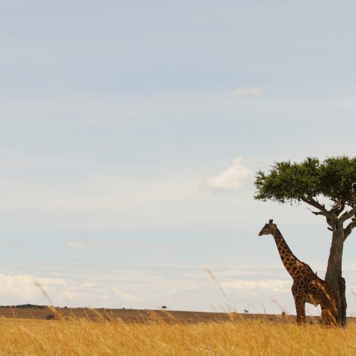 7 DAYS THE NORTHERN CIRCUIT EXTENDED LUXURY SAFARI