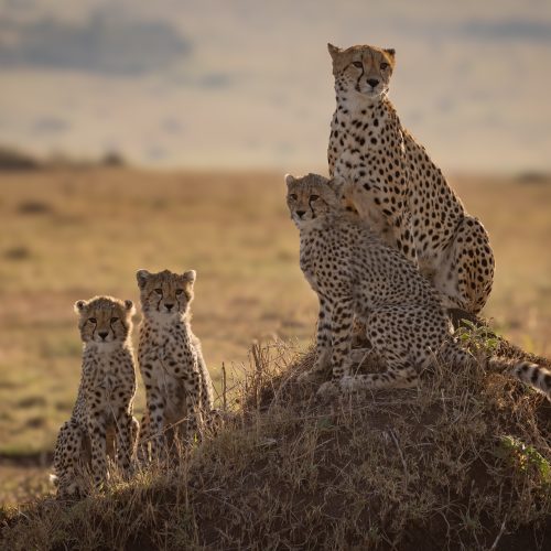 8 DAYS WILDEBEEST MARA RIVER CROSSING LUXURY SAFARI