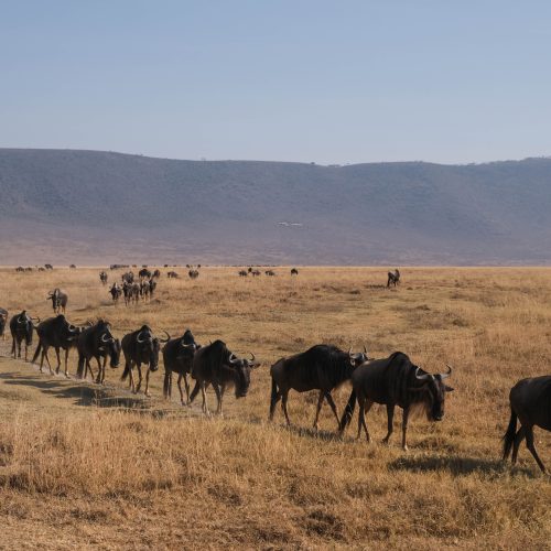 7-DAY TANZANIA LUXURY MIGRATION SAFARI