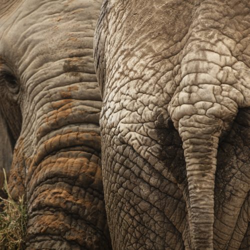 6 DAYS TARANGIRE, NGORONGORO & SERENGETI FLY-OUT SAFARI