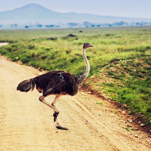 5 DAYS SERENGETI FLY-OUT LUXURY SAFARI