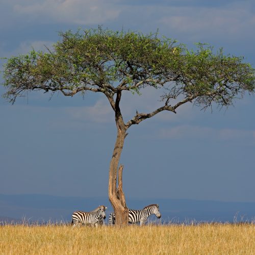 5 DAYS TANZANIA HIGHLIGHTS LUXURY SAFARI