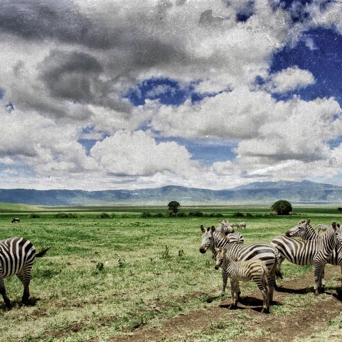 7 DAYS THE CRATER, SERENGETI & CULTURAL MID-RANGE SAFARI