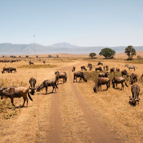 7 DAYS THE NORTHERN MIGRATION FLY-IN LUXURY SAFARI