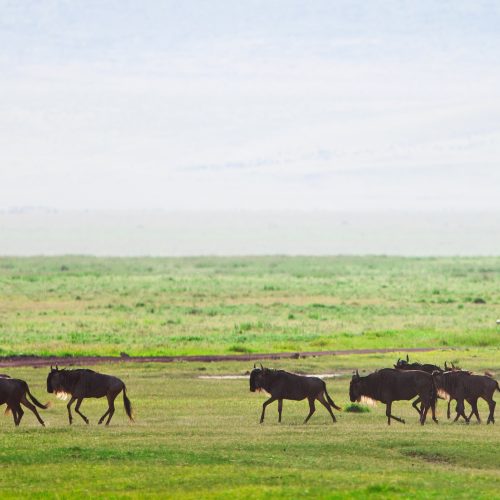 9-DAY TANZANIA UNFORGETTABLE BUSH WALKING SAFARI