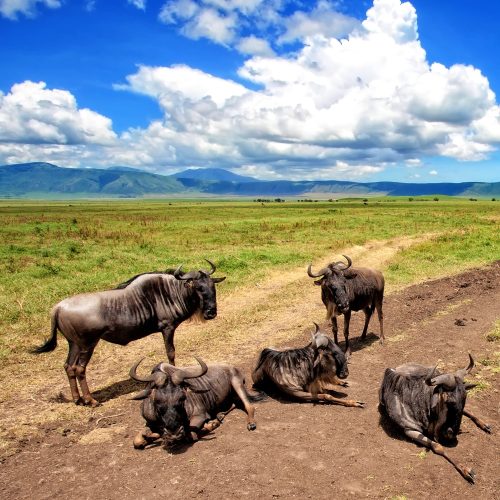 6 DAYS TARANGIRE, NGORONGORO & SERENGETI FLY-OUT SAFARI