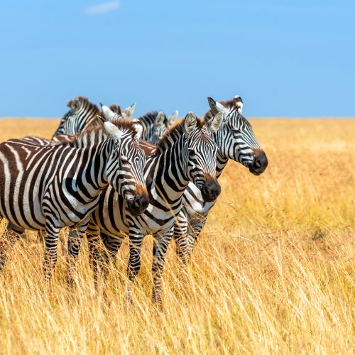 5 DAYS TARANGIRE, NGORONGORO & SERENGETI LUXURY SAFARI