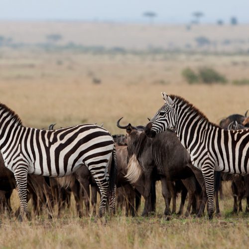 7 DAYS NORTHERN MAJOR PARKS LUXURY SAFARI