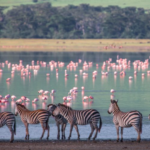 6 DAYS TANZANIA SAFARI ESSENCE