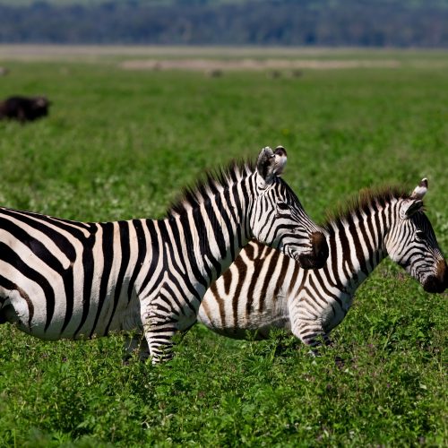 5 DAYS TANZANIA HIGHLIGHTS SAFARI