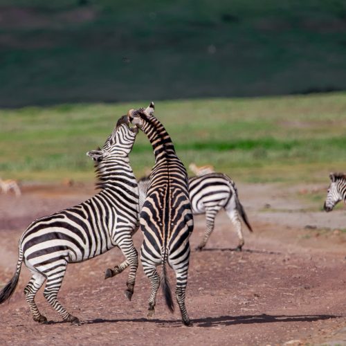 4 DAYS TARANGIRE, LAKE MANYARA & NGORONGORO LUXURY SAFARI