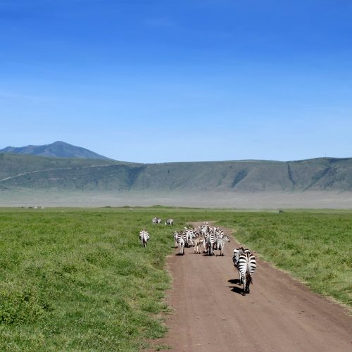 8 DAYS ULTIMATE 5 PARKS MID-RANGE SAFARI