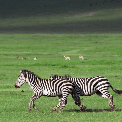 12-DAY LUXURY ROMANTIC TANZANIA SAFARI
