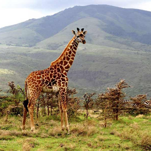 8 -DAY TANZANIA LUXURY BIG 5 WILDLIFE