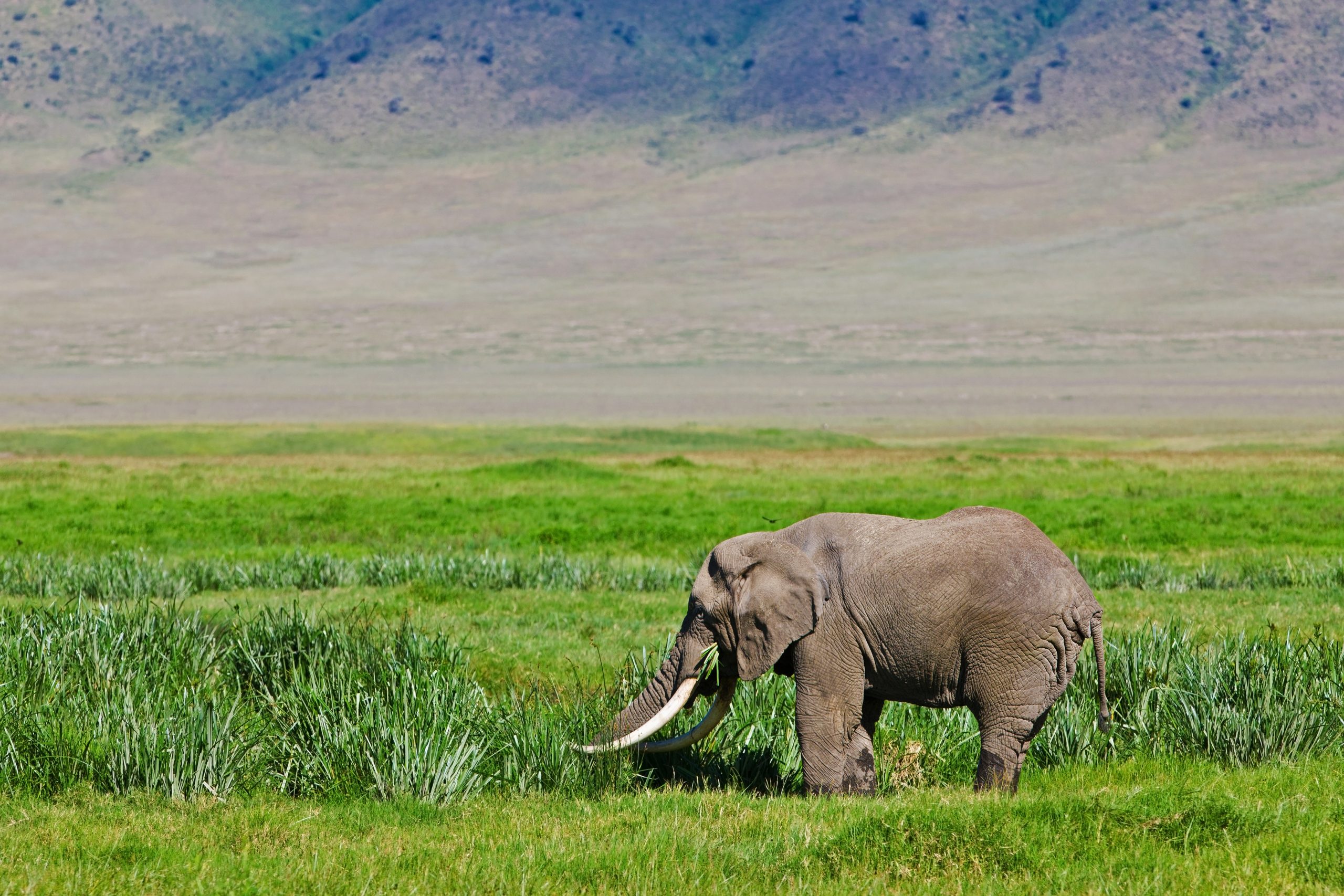 5 DAYS TANZANIA HIGHLIGHTS MID-RANGE SAFARI