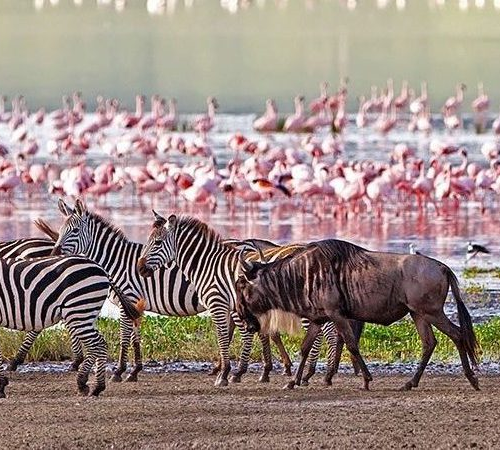 7-DAY LUXURY TANZANIA HONEYMOON SAFARI