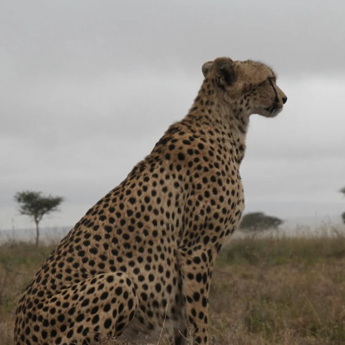 10 -DAY TANZANIA SAFARI NORTHERN SERENGETI MIGRATION MARA RIVER CROSSING