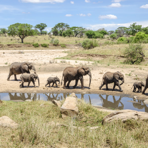 10-DAY PRIVATE FAMILY TANZANIA SAFARI