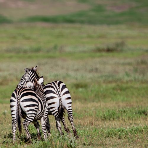 3 DAYS TARANGIRE & NGORONGORO MID-RANGE SAFARI