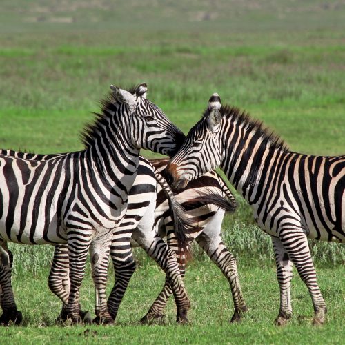 6 DAYS FLY-IN SERENGETI, NGORONGORO & TARANGIRE SAFARI