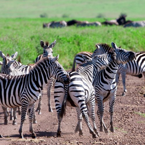 8-DAY TANZANIA CLASSIC FAMILY SAFARI